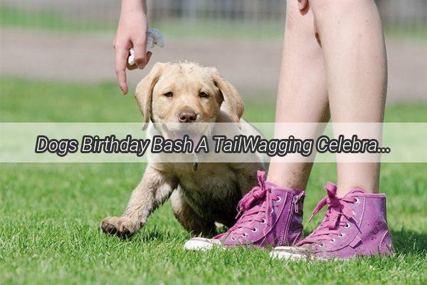 Dogs Birthday Bash A TailWagging Celebration Guide for Furry Friends